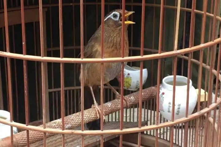 Hình ảnh chim hoạ mi trong lồng cảnh