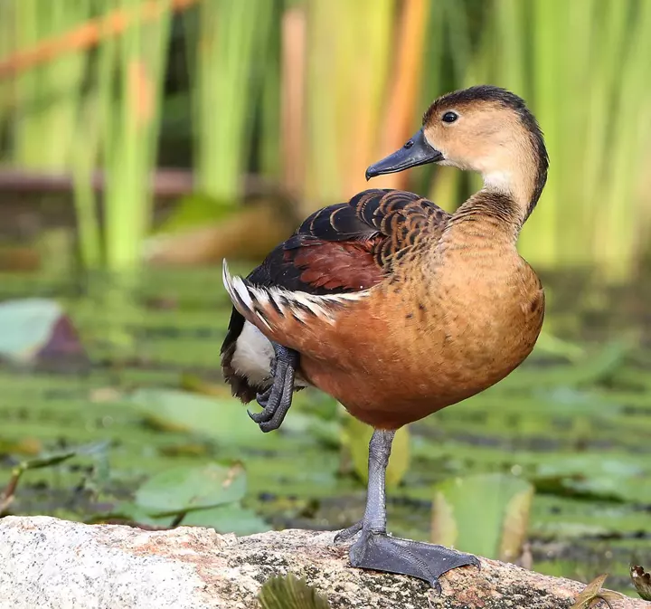 Tìm hiểu nhanh về loài chim le le