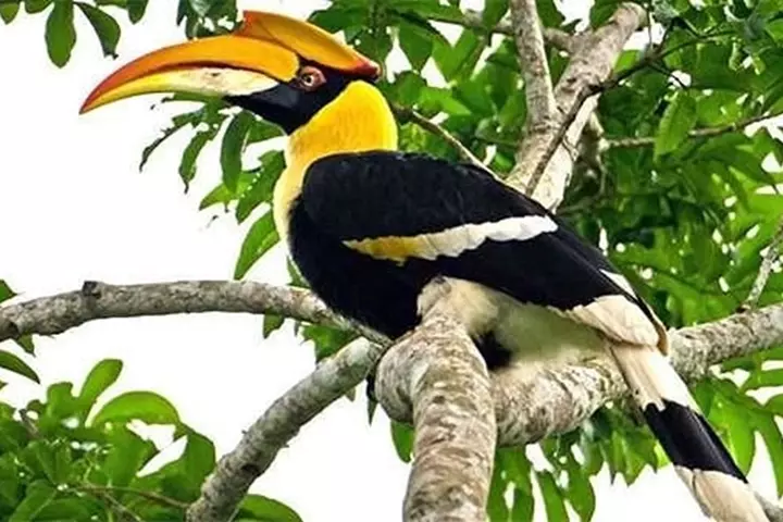 Hình ảnh con phượng hoàng đất