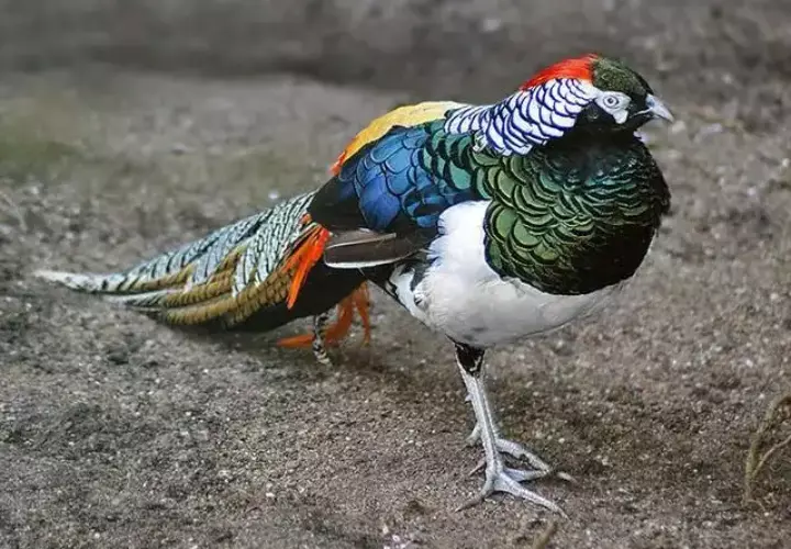 Hình ảnh chim trĩ 7 màu