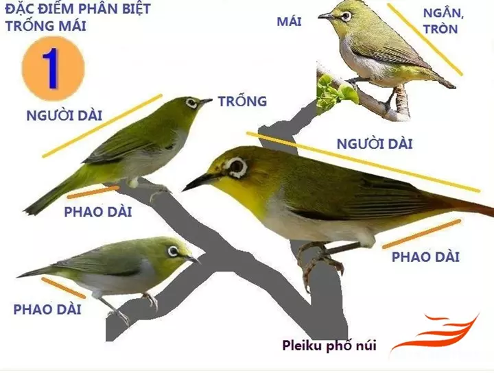 Ảnh Chim Khuyên Trống – Nổi Bật Và Hút Mắt