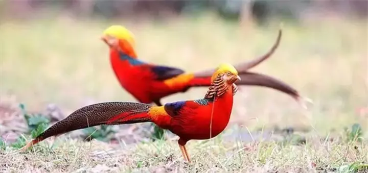 Hình ảnh chim trĩ đỏ