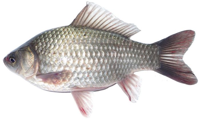 Ảnh cá diếc cận cảnh