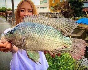 Hình Ảnh Đẹp, Chân Thực Nhất Về Con Cá Rô Phi
