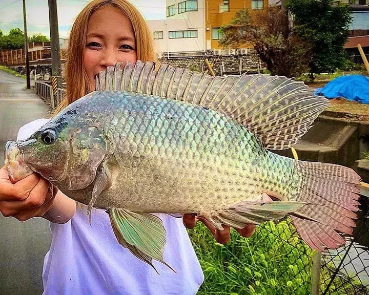 Hình Ảnh Đẹp, Chân Thực Nhất Về Con Cá Rô Phi