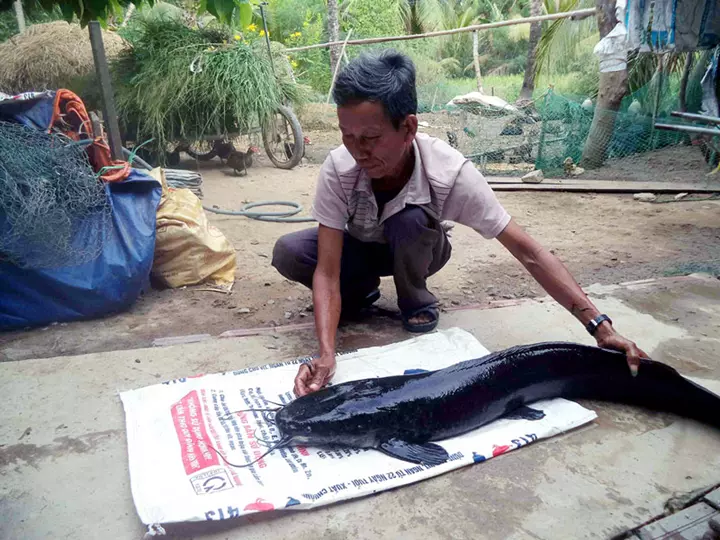 Hình ảnh Cá trê phi
