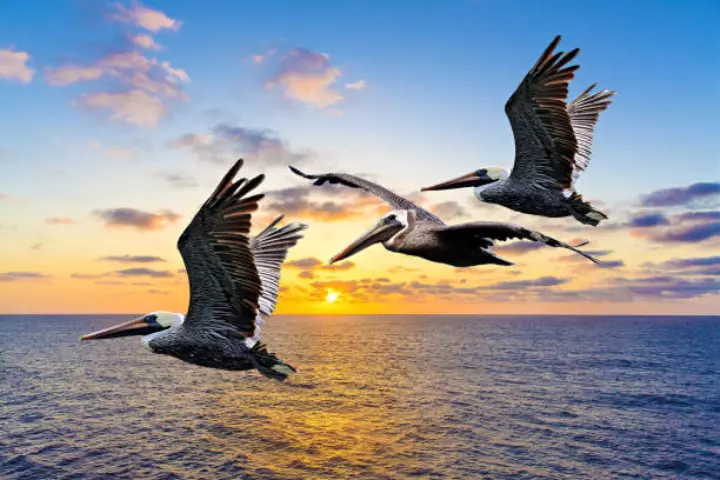 Hình Ảnh Bồ Nông Bay Trên Trời