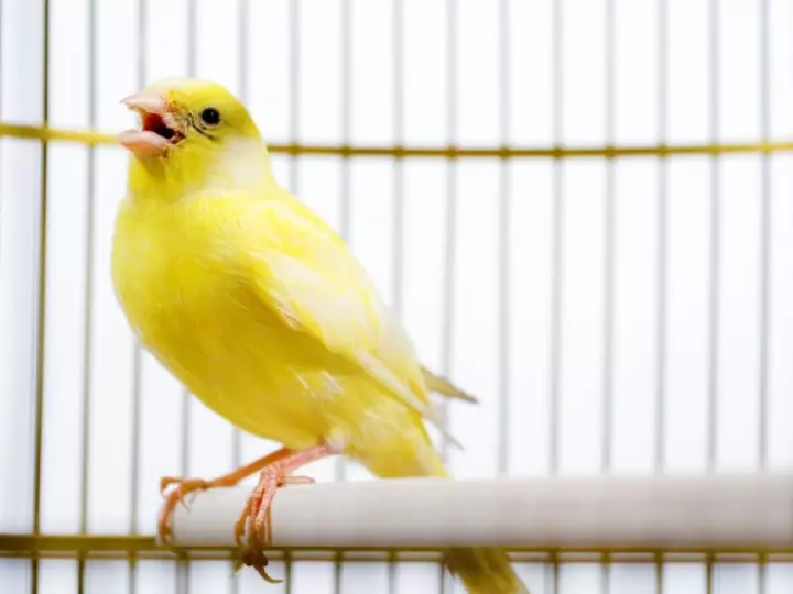 Hình Ảnh Chim Hoàng Yến Đang Hót