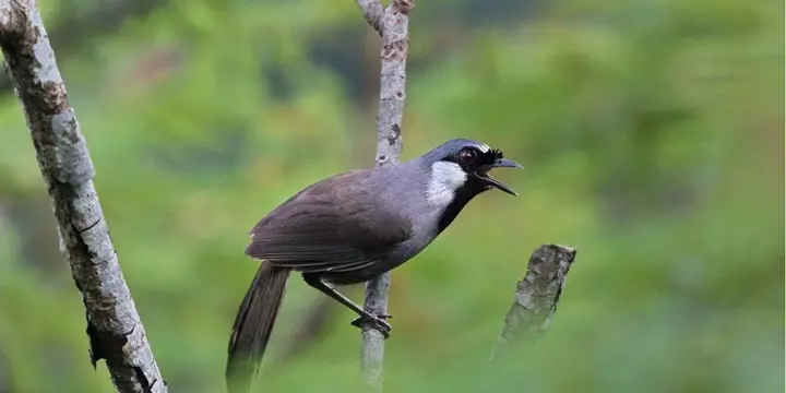 Ảnh Chim Khướu Đang Hót