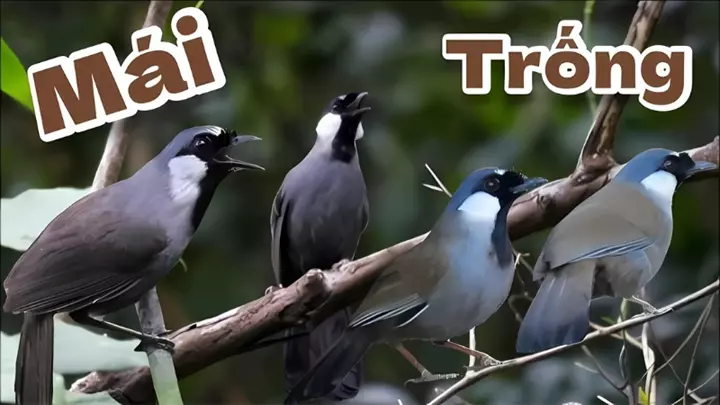 Hình Ảnh Khướu Trống Mái