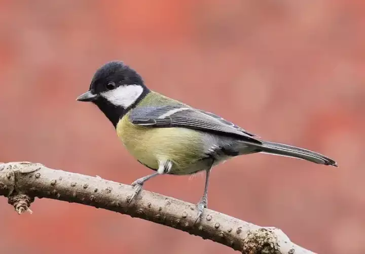 Hình Ảnh Chim Sẻ Đá