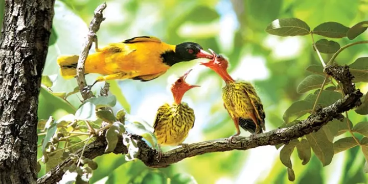 Hình Ảnh Chim Vàng Anh Trong Mùa Sinh Sản