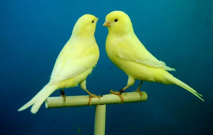 Hình Ảnh Chim Hoàng Yến Đôi