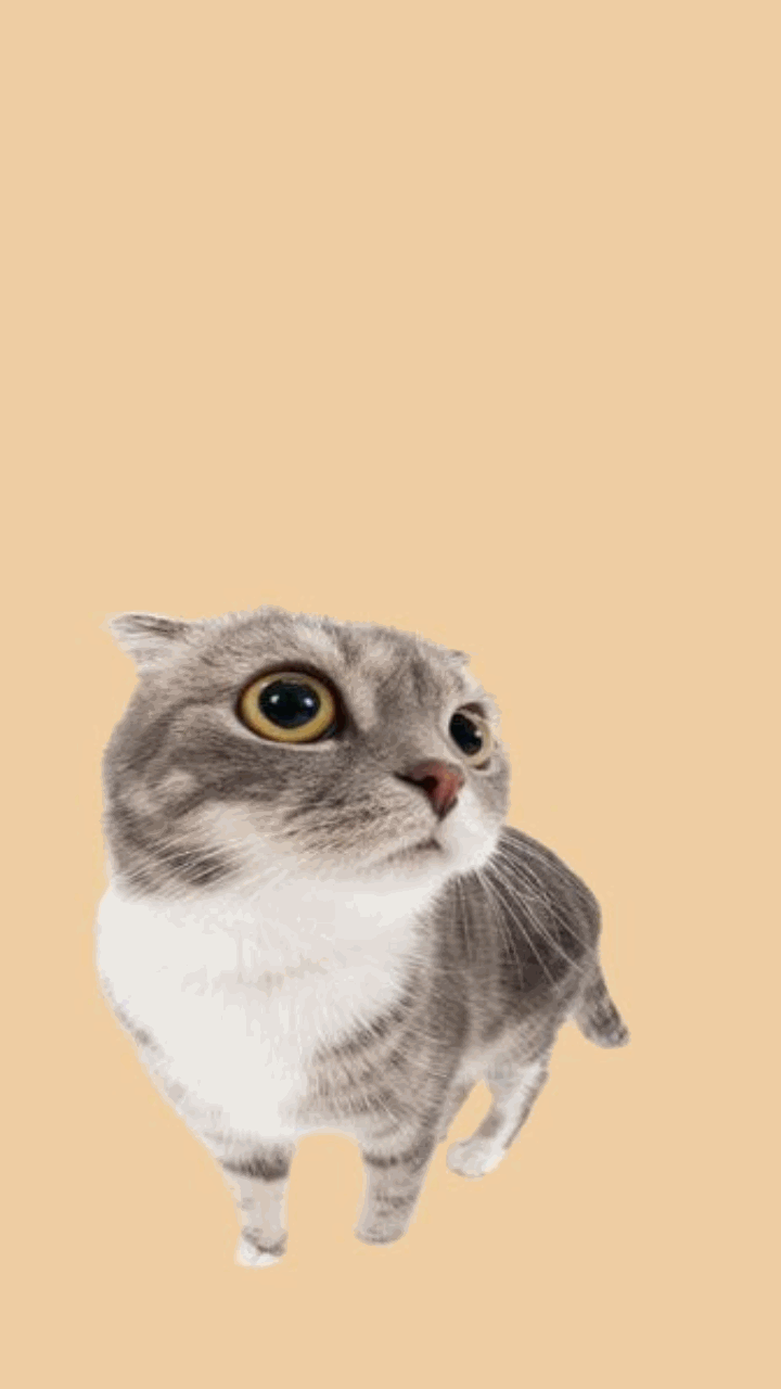 Mèo meme cực đáng yêu cho điện thoại 