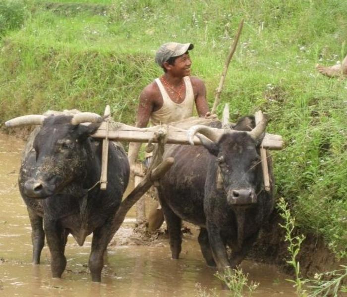 Ảnh trâu cày ruộng mộc mạc đồng quê Việt Nam