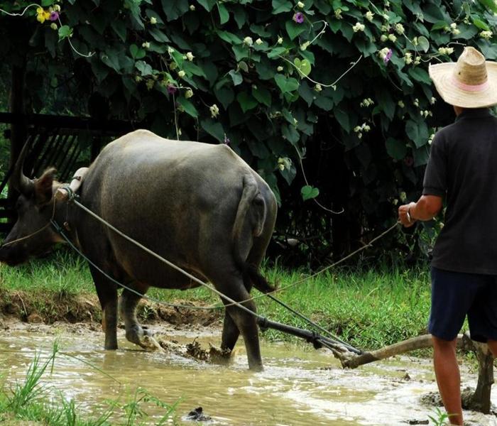 Ảnh trâu cày ruộng mộc mạc đồng quê Việt Nam