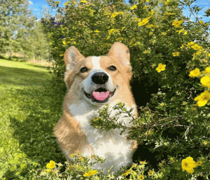 Hình ảnh chó corgi làm avt