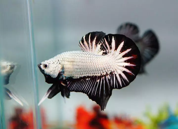 Ảnh cá betta rồng