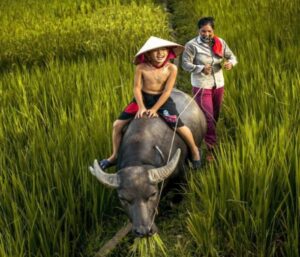 Hình ảnh cậu bé chăn trâu tươi sáng