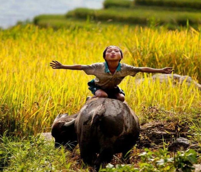 Hình ảnh cậu bé chăn trâu tươi sáng