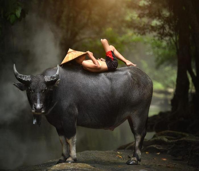 Hình ảnh cậu bé chăn trâu tươi sáng