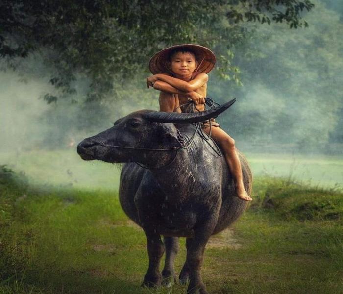Hình ảnh cậu bé chăn trâu tươi sáng