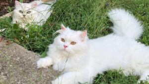 Hình nền ảnh mèo cái đẹp cho máy tính