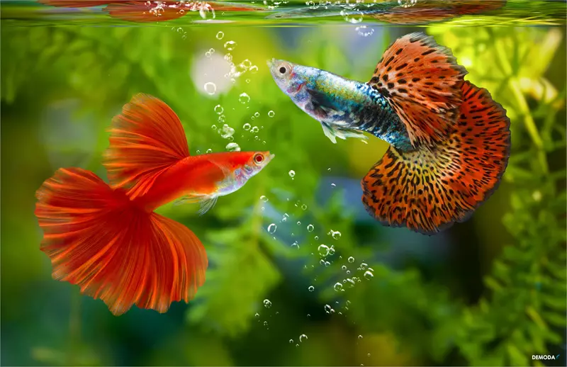 Hình nền cá cảnh đẹp