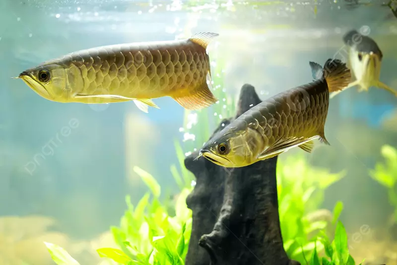 Hình nền cá rồng đẹp