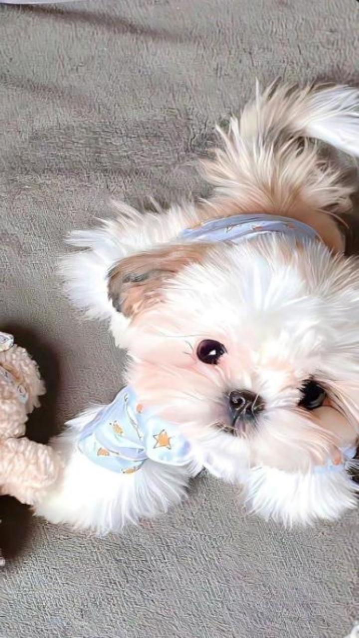 Hình nền chó cún cute cho điện thoại