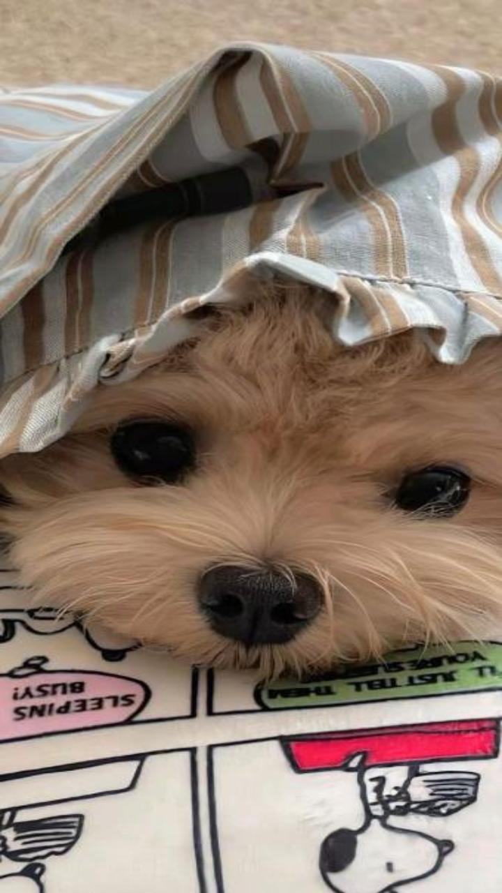 Hình nền chó cún cute cho điện thoại