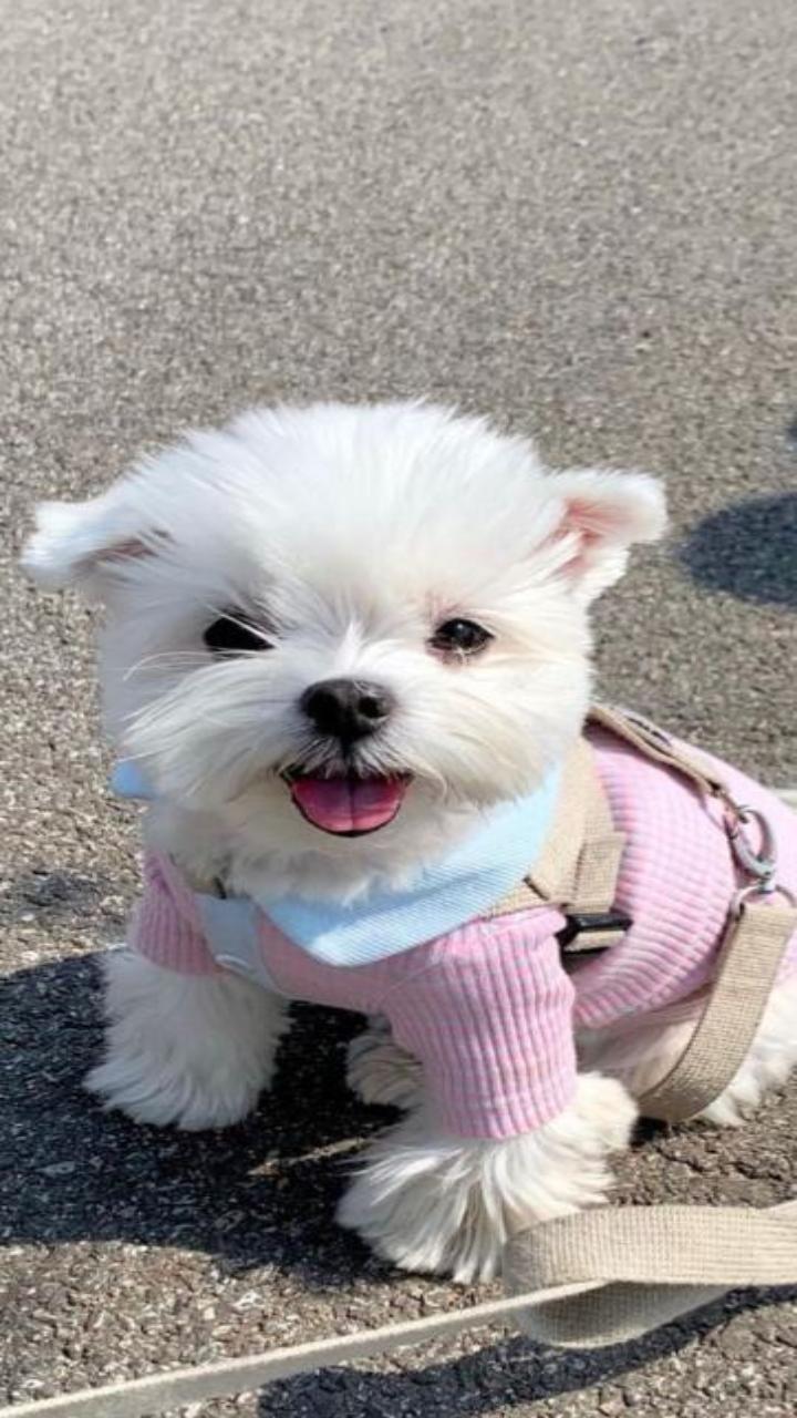Hình nền chó cún cute cho điện thoại