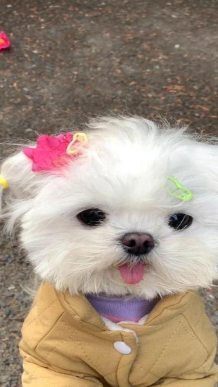 Hình nền chó cún cute cho điện thoại