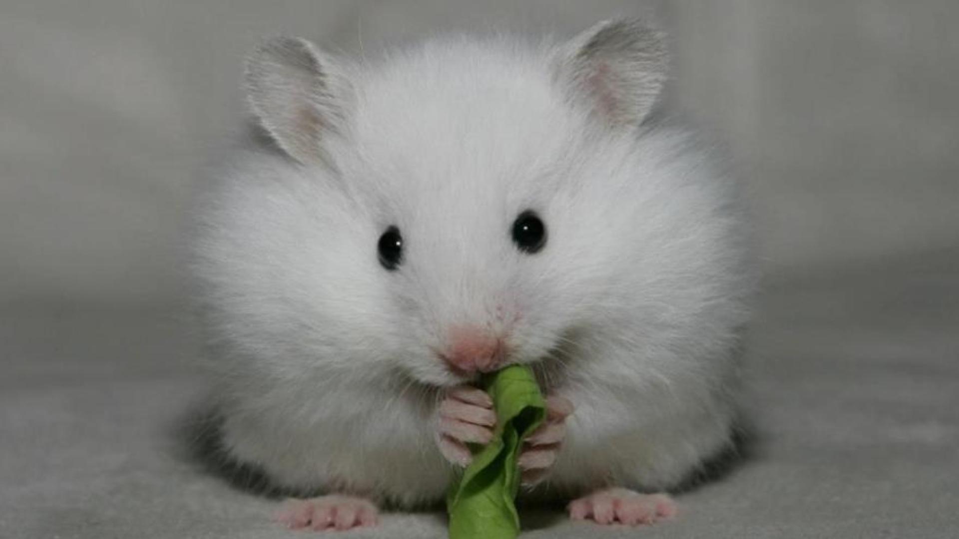Hình nền cho máy tính ảnh chuột hamster full HD 