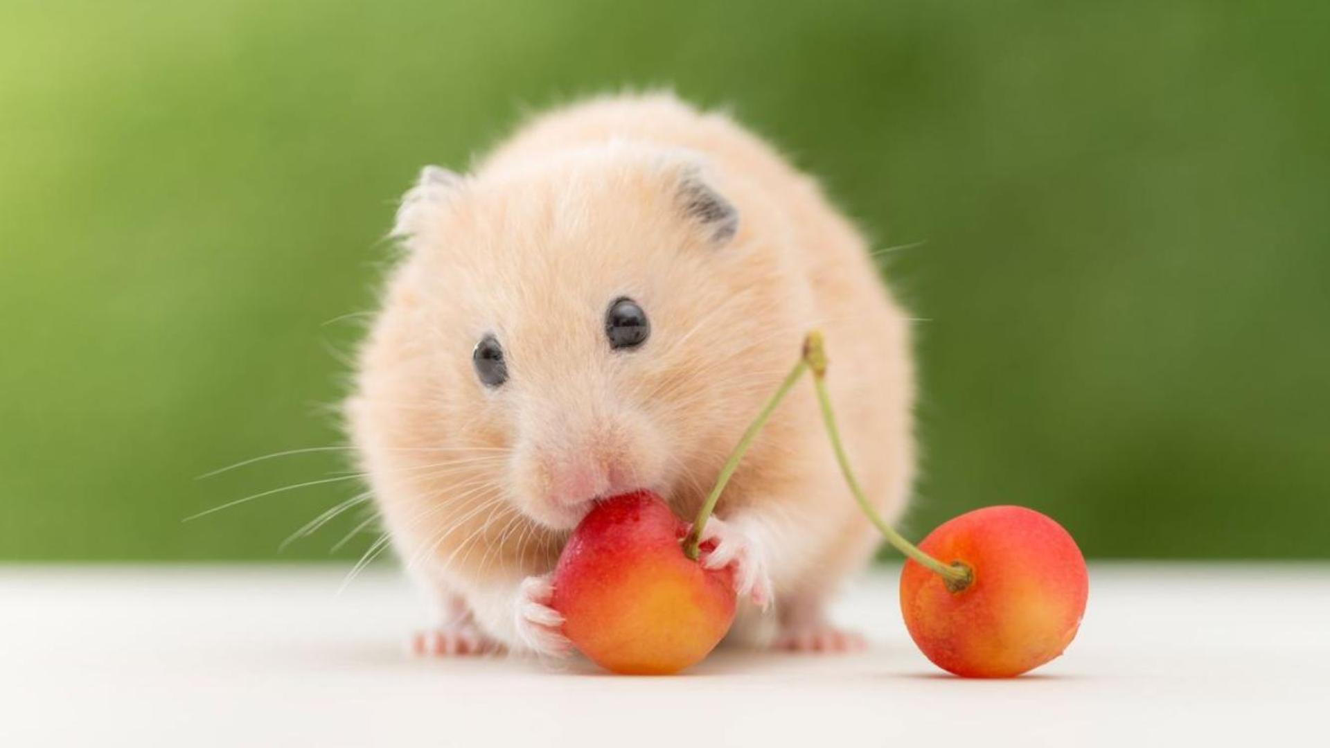 Hình nền cho máy tính ảnh chuột hamster full HD 