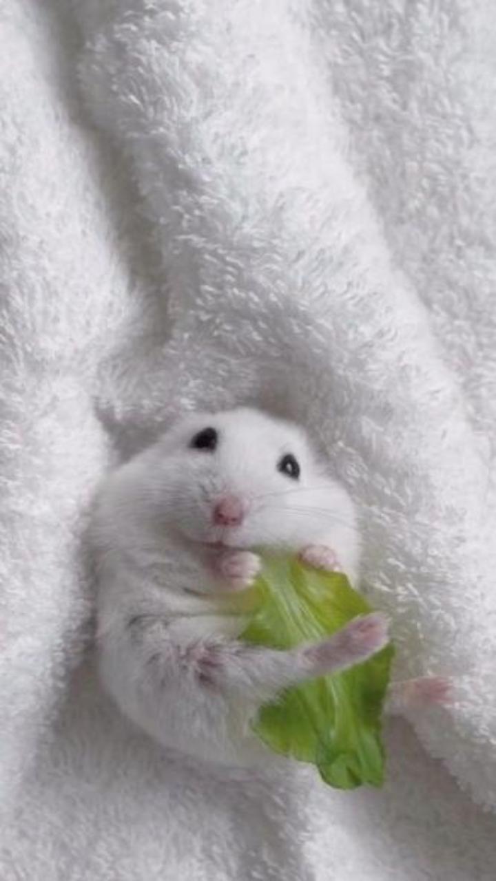 Bộ sưu tập ảnh nền chuột hamster cho điện thoại cực cute 