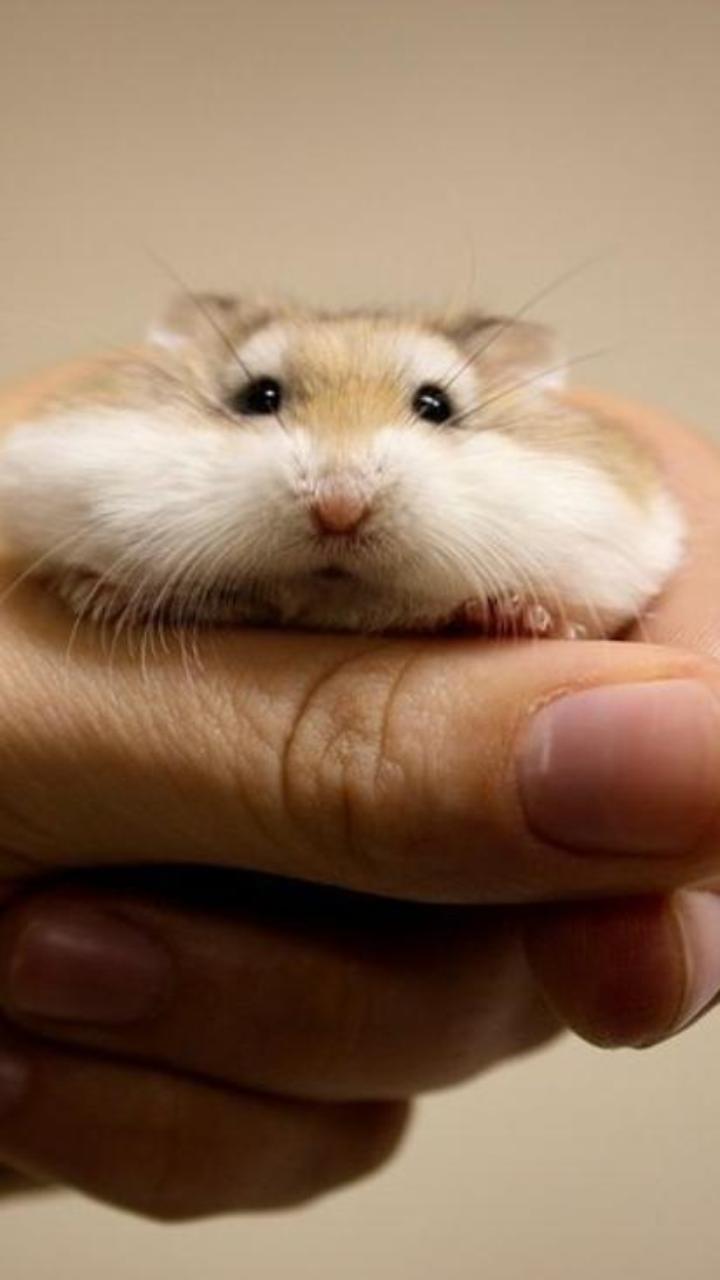 Bộ sưu tập ảnh nền chuột hamster cho điện thoại cực cute 