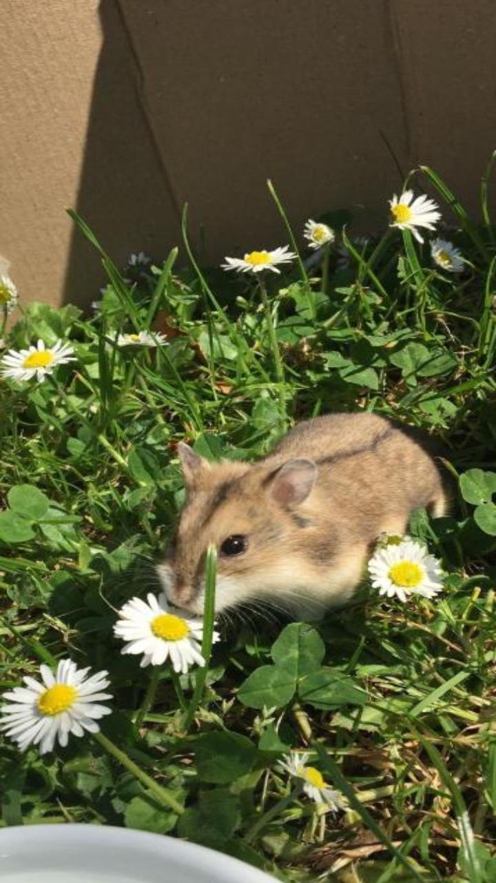 Bộ sưu tập ảnh nền chuột hamster cho điện thoại cực cute 