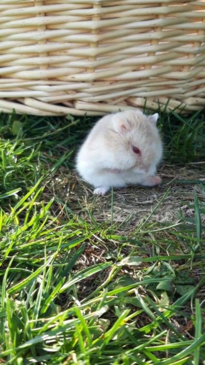 Bộ sưu tập ảnh nền chuột hamster cho điện thoại cực cute 
