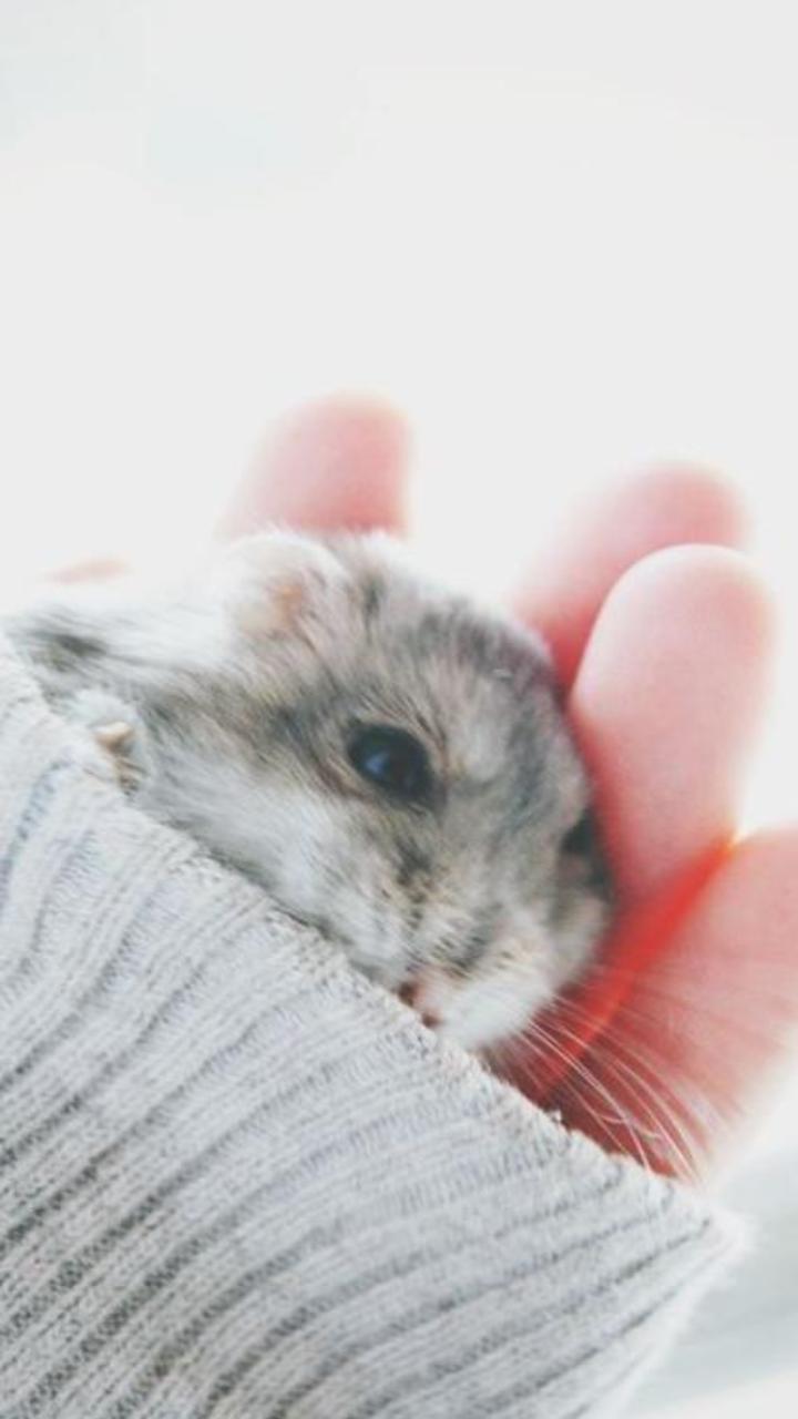 Bộ sưu tập ảnh nền chuột hamster cho điện thoại cực cute 