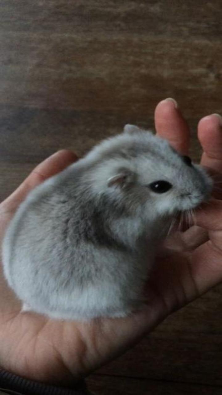 Bộ sưu tập ảnh nền chuột hamster cho điện thoại cực cute 