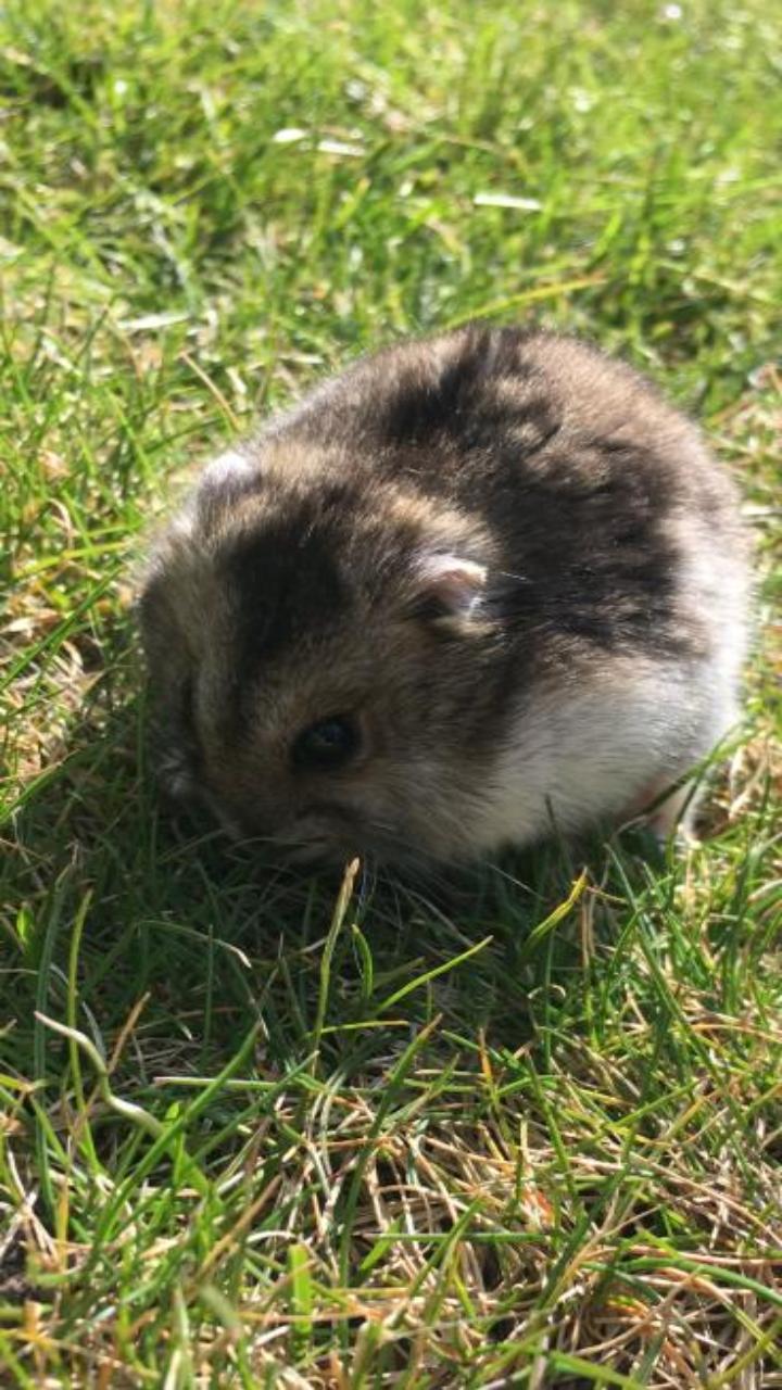 Bộ sưu tập ảnh nền chuột hamster cho điện thoại cực cute 