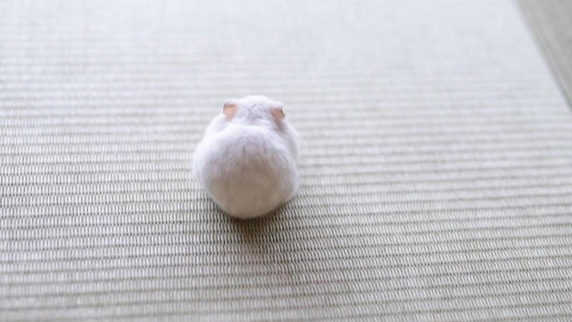 Hình nền máy tính chuột hamster cute 