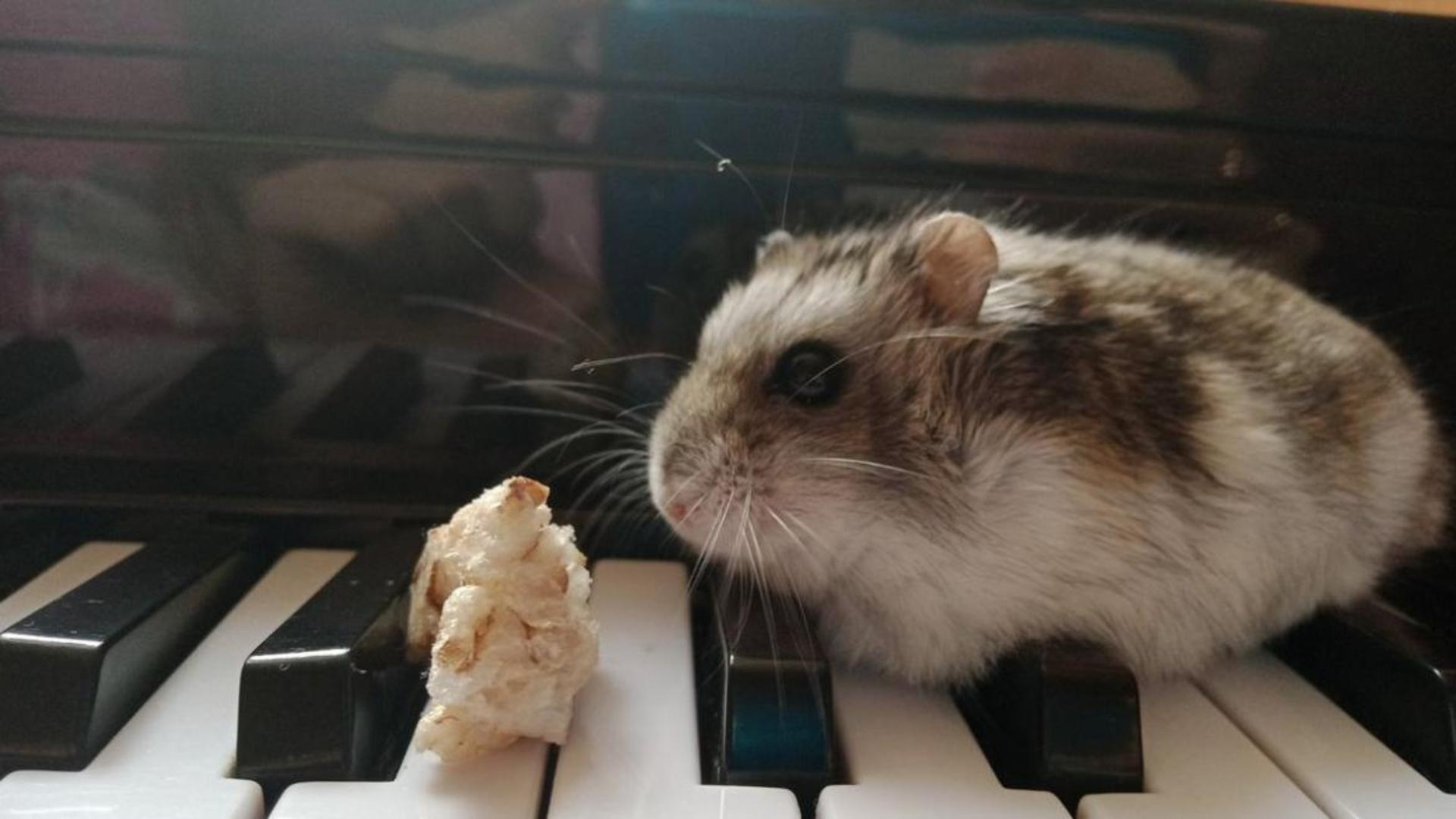 Hình nền máy tính chuột hamster cute 