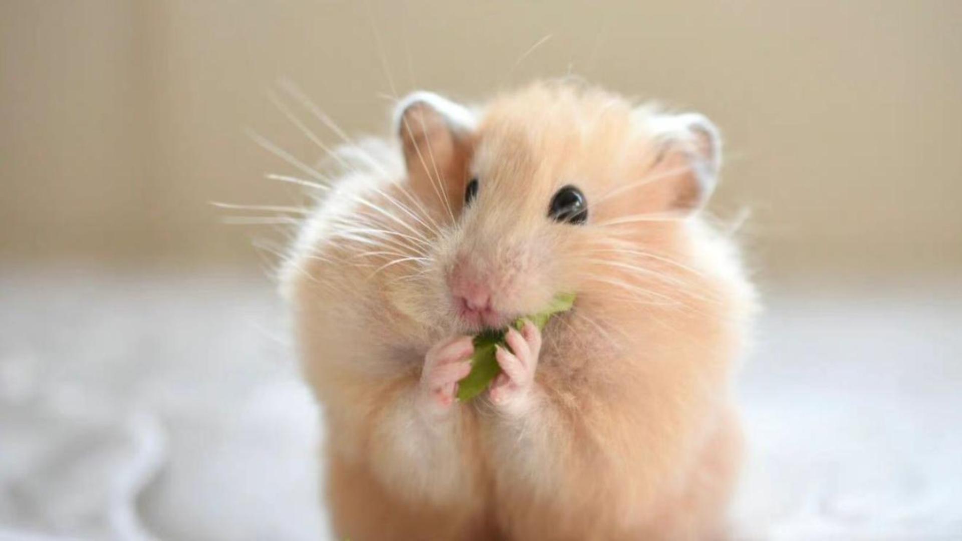 Hình nền máy tính chuột hamster cute 