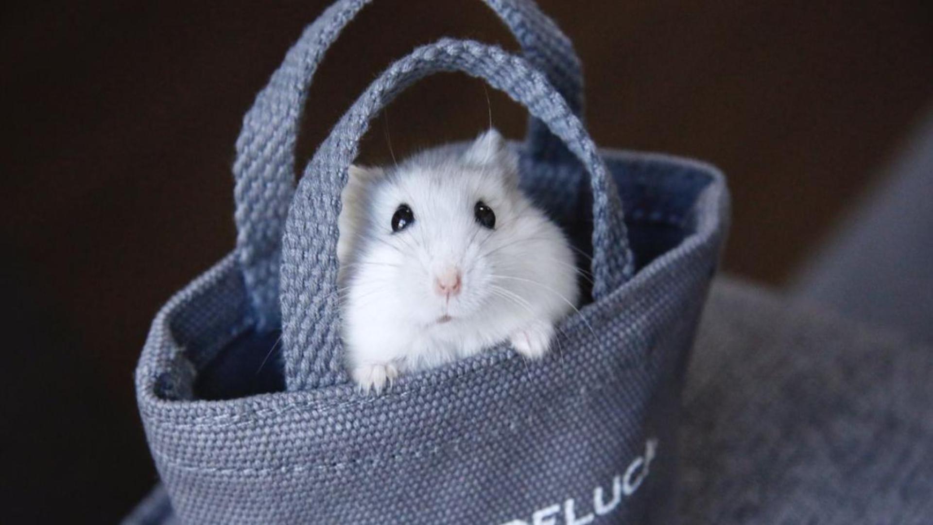 Hình nền máy tính chuột hamster cute 