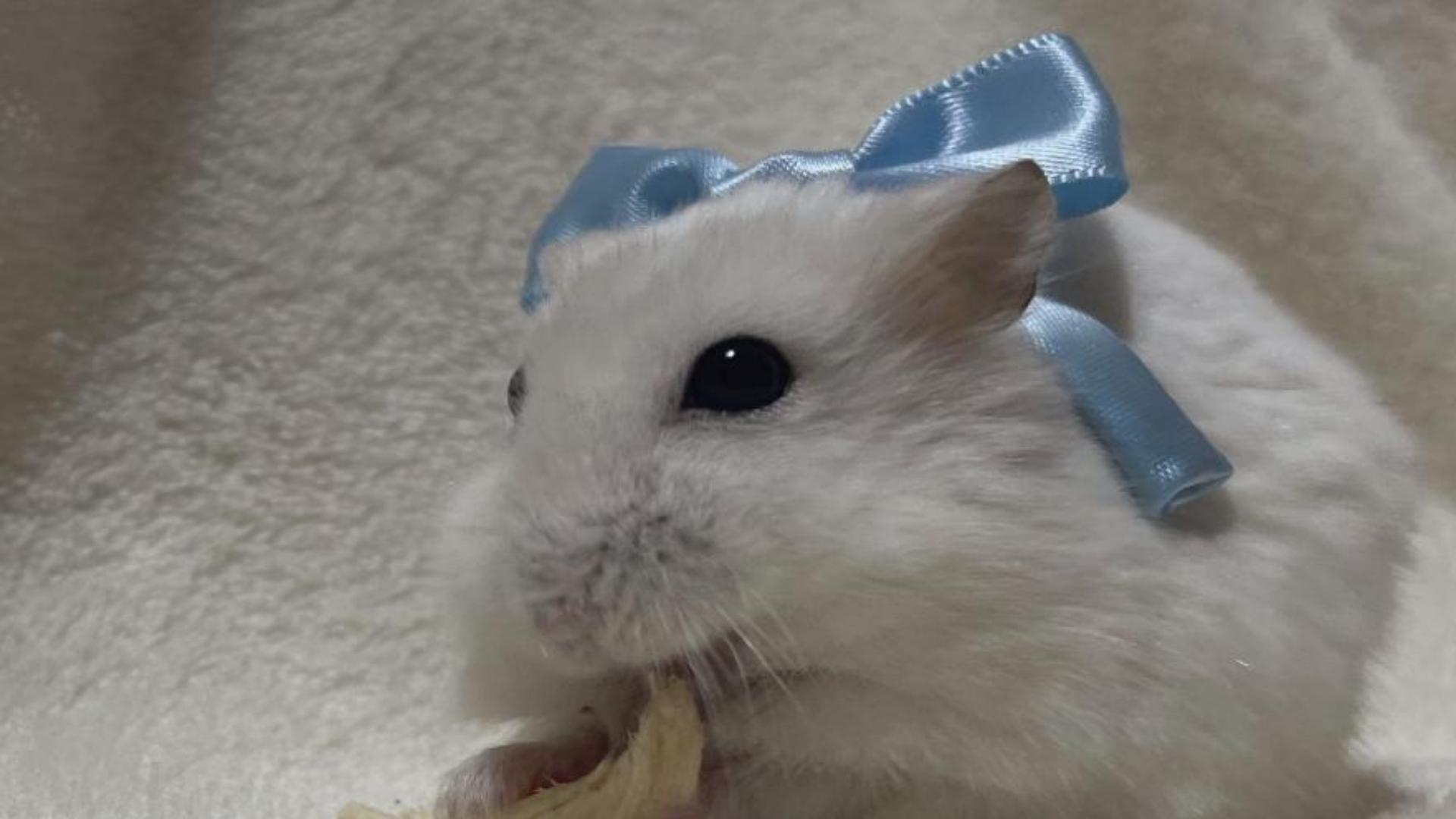 Hình nền cho máy tính ảnh chuột hamster full HD 