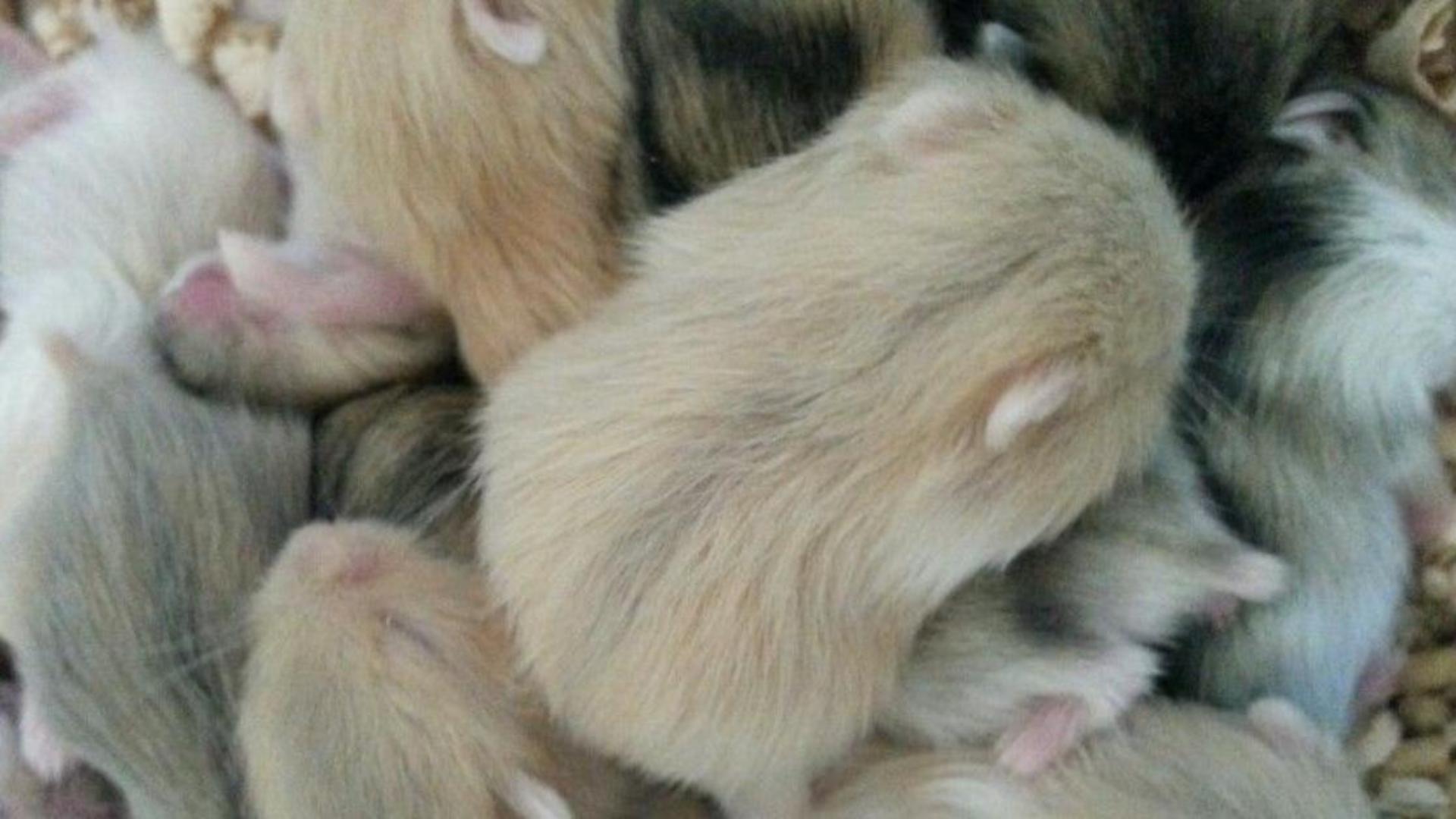 Hình nền cho máy tính ảnh chuột hamster full HD 