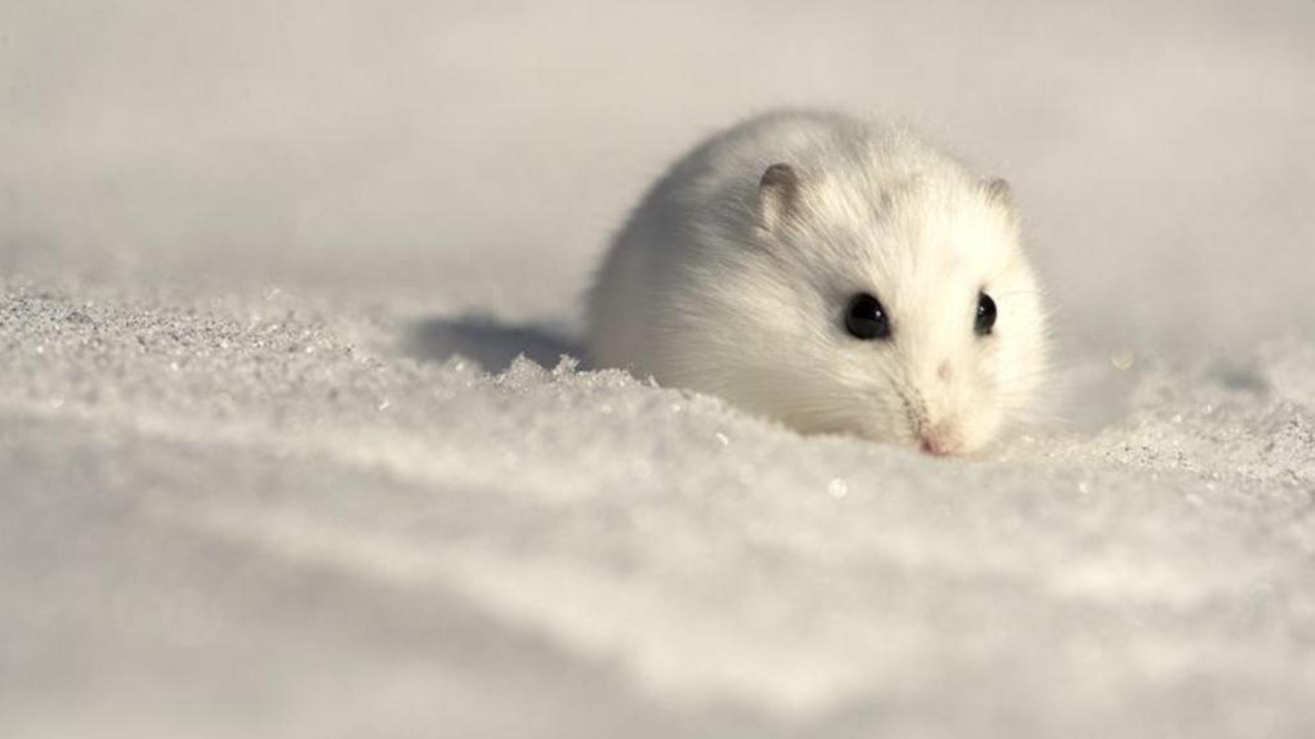 Hình nền cho máy tính ảnh chuột hamster full HD 