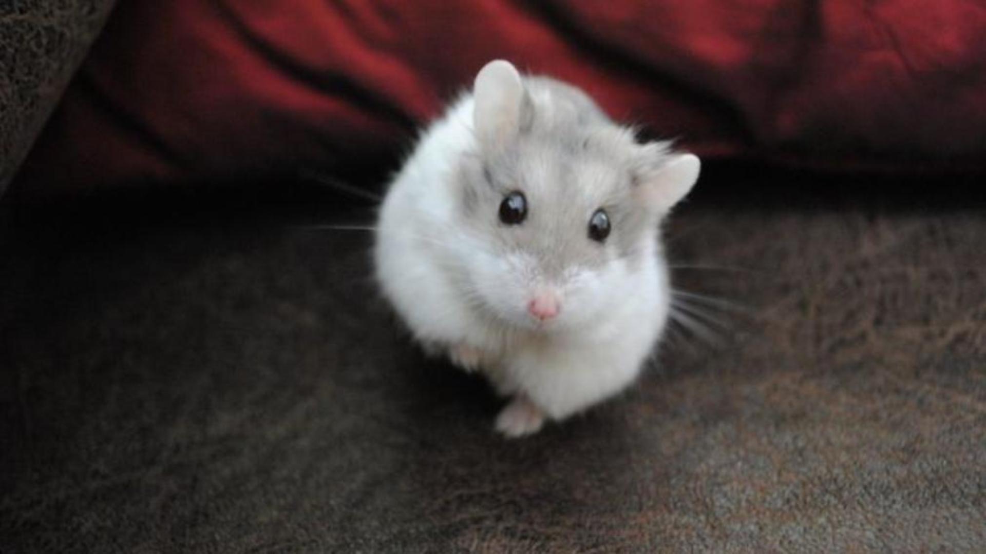 Hình nền cho máy tính ảnh chuột hamster full HD 